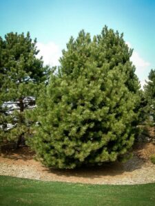 Сосна Чёрная (Pinus Nigra) купить по цене от 270.00р. в интернет-магазине «Посадика» с доставкой почтой в в Котовое и по всей России – [изображение №1].