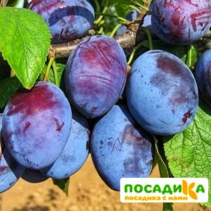 Слива Чачакская ранняя купить по цене от 229.00р. в интернет-магазине «Посадика» с доставкой почтой в в Котовое и по всей России – [изображение №1].