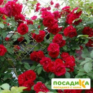 Роза плетистая Амадеус купить по цене от 399.00р. в интернет-магазине «Посадика» с доставкой почтой в в Котовое и по всей России – [изображение №1].