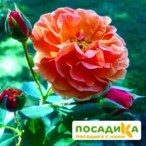 Роза Арабия купить по цене от 350.00р. в интернет-магазине «Посадика» с доставкой почтой в в Котовое и по всей России – [изображение №1].