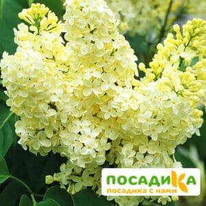 Сирень Примроуз (Primrose) купить по цене от 529.00р. в интернет-магазине «Посадика» с доставкой почтой в в Котовое и по всей России – [изображение №1].