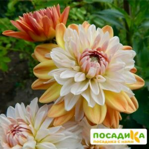 Георгина Коуп де Солейл (декоративная) купить по цене от 400р. в интернет-магазине «Посадика» с доставкой почтой в в Котовое и по всей России – [изображение №1].