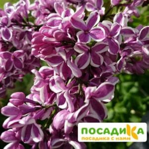 Сирень Сенсация купить по цене от 529.00р. в интернет-магазине «Посадика» с доставкой почтой в в Котовое и по всей России – [изображение №1].