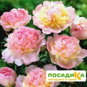 Пион Распберри Сандей (Paeonia Raspberry Sundae) купить по цене от 959р. в интернет-магазине «Посадика» с доставкой почтой в в Котовое и по всей России – [изображение №1].