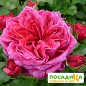 Шраб Роза Соул купить по цене от 390.00р. в интернет-магазине «Посадика» с доставкой почтой в в Котовое и по всей России – [изображение №1].