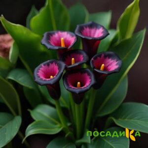 Калла Аура Лейс купить по цене от 400р. в интернет-магазине «Посадика» с доставкой почтой в в Котовое и по всей России – [изображение №1].