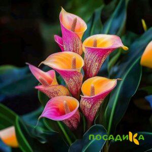 Калла Оникс купить по цене от 450р. в интернет-магазине «Посадика» с доставкой почтой в в Котовое и по всей России – [изображение №1].