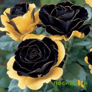 Роза Ханни Сикл купить по цене от 700р. в интернет-магазине «Посадика» с доставкой почтой в в Котовое и по всей России – [изображение №1].