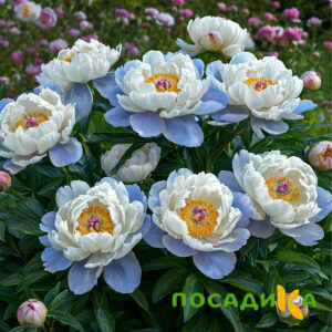 Пион акварельный Этюд купить по цене от 806р. в интернет-магазине «Посадика» с доставкой почтой в в Котовое и по всей России – [изображение №1].