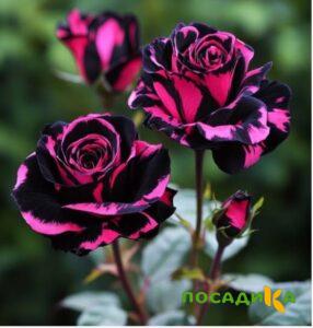 Роза Багровый Шепот купить по цене от 366р. в интернет-магазине «Посадика» с доставкой почтой в в Котовое и по всей России – [изображение №1].