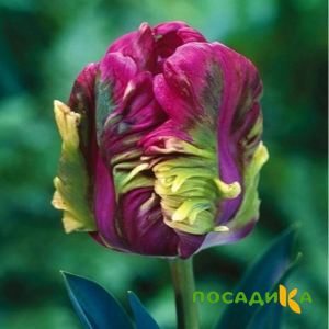 Тюльпан Экзотик Хэвен купить по цене от 186р. в интернет-магазине «Посадика» с доставкой почтой в в Котовое и по всей России – [изображение №1].