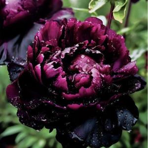 Пион Темный Сад купить по цене от 421р. в интернет-магазине «Посадика» с доставкой почтой в в Котовое и по всей России – [изображение №1].