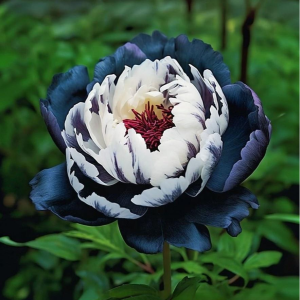 Пион Древовидный Инь-Янь купить по цене от 419р. в интернет-магазине «Посадика» с доставкой почтой в в Котовое и по всей России – [изображение №1].