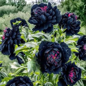 Пион древовидный Сердце Афродиты купить по цене от 600р. в интернет-магазине «Посадика» с доставкой почтой в в Котовое и по всей России – [изображение №1].