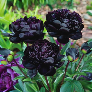 Пион Королевский Бархат купить по цене от 419р. в интернет-магазине «Посадика» с доставкой почтой в в Котовое и по всей России – [изображение №1].