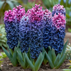 Гиацинт Блю Спринг купить по цене от 2099р. в интернет-магазине «Посадика» с доставкой почтой в в Котовое и по всей России – [изображение №1].