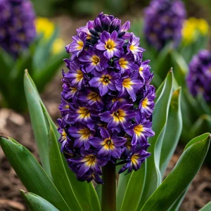 Гиацинт Вельвет Колор купить по цене от 2099р. в интернет-магазине «Посадика» с доставкой почтой в в Котовое и по всей России – [изображение №1].