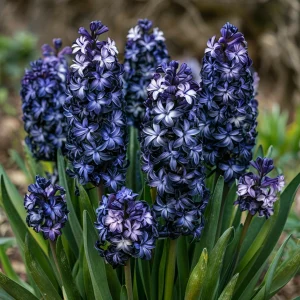 Гиацинт Блум Клауд купить по цене от 2099р. в интернет-магазине «Посадика» с доставкой почтой в в Котовое и по всей России – [изображение №1].