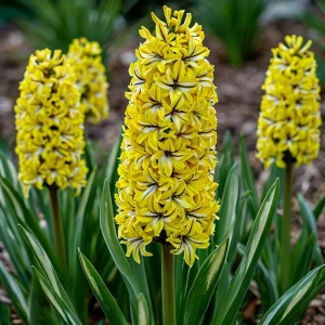 Гиацинт Сансет Голд купить по цене от 2099р. в интернет-магазине «Посадика» с доставкой почтой в в Котовое и по всей России – [изображение №1].