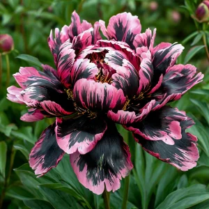 Пион Дроп Руби купить по цене от 469р. в интернет-магазине «Посадика» с доставкой почтой в в Котовое и по всей России – [изображение №1].