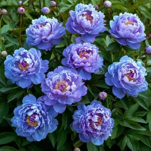 Пион Голубой лотос купить по цене от 590р. в интернет-магазине «Посадика» с доставкой почтой в в Котовое и по всей России – [изображение №1].