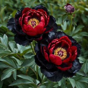 Пион Эбеновый Рубин купить по цене от 419р. в интернет-магазине «Посадика» с доставкой почтой в в Котовое и по всей России – [изображение №1].