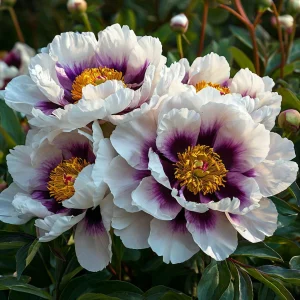 Пион Эко Саммер купить по цене от 548р. в интернет-магазине «Посадика» с доставкой почтой в в Котовое и по всей России – [изображение №1].