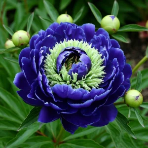 Пион Дримвивер купить по цене от 417р. в интернет-магазине «Посадика» с доставкой почтой в в Котовое и по всей России – [изображение №1].