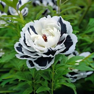 Пион Монохромный Шик купить по цене от 429р. в интернет-магазине «Посадика» с доставкой почтой в в Котовое и по всей России – [изображение №1].